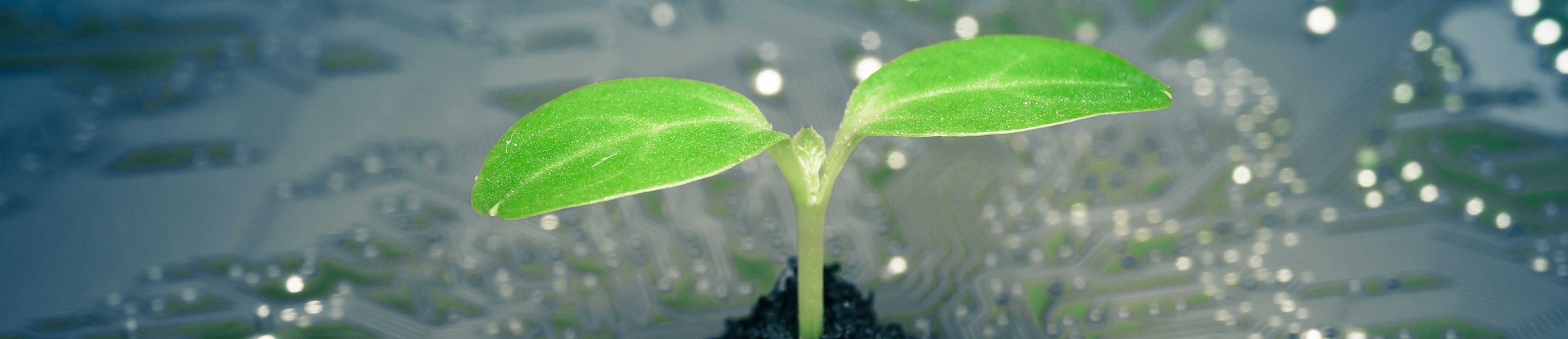 Eine kleine Pflanze wächst aus einem Erdhaufen auf einer Platine mit Leiterbahnen