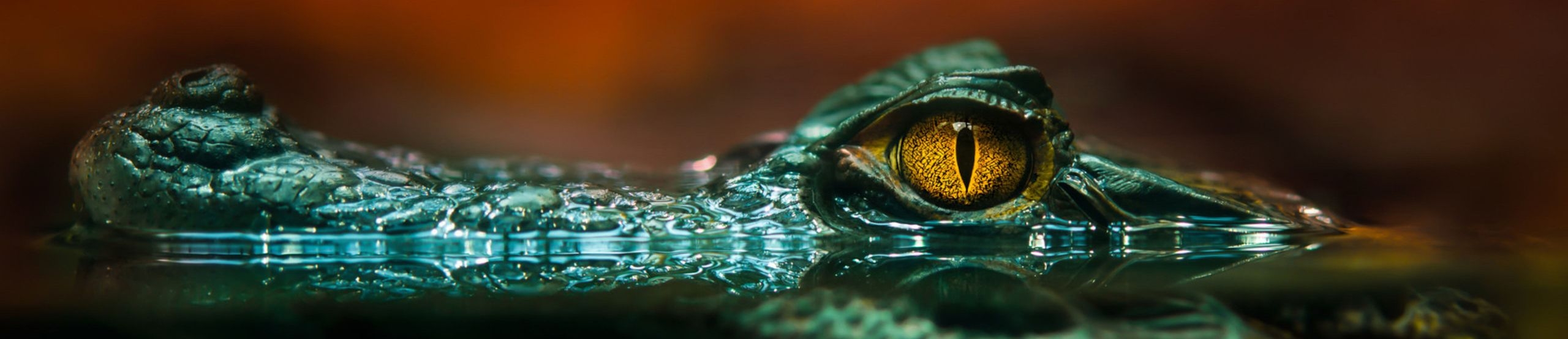 Der Kopf eines Krokodils ragt aus dem Wasser